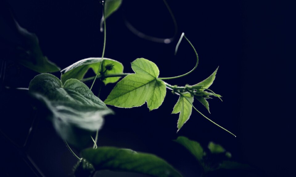 Close-up color environment