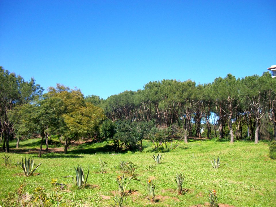 Beyrouth bois des pins 04