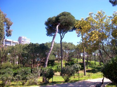 Beyrouth bois des pins 02