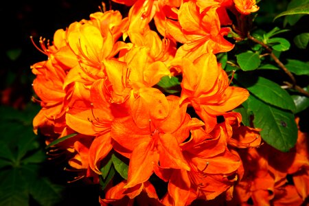 Orange flowers plant garden