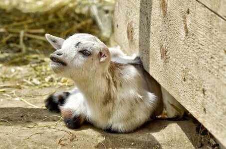 Farm mammals domestic goat photo