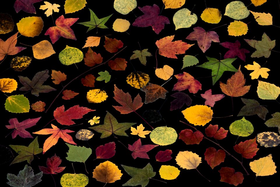 Colorful composition fall foliage