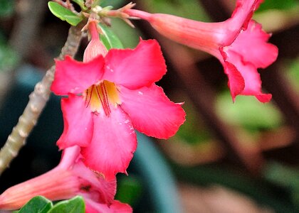 Nature colorful blooming