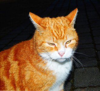 Mieze red tomcat domestic cat photo