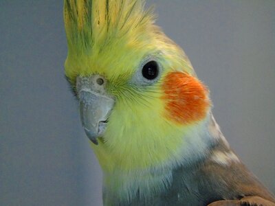 Bird closeup animals