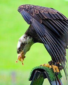 Animal wildlife raptor photo