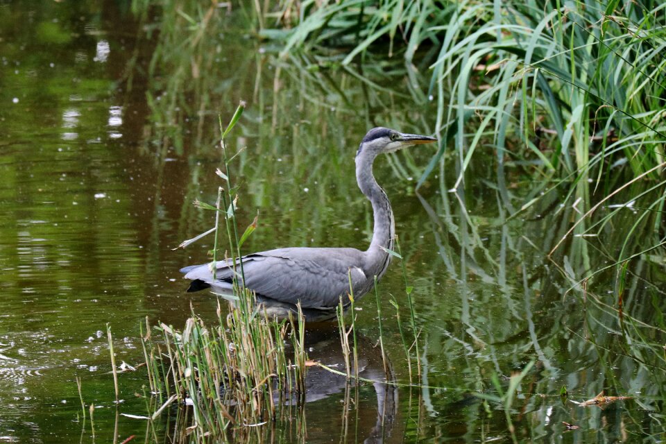 Eastern nature animal