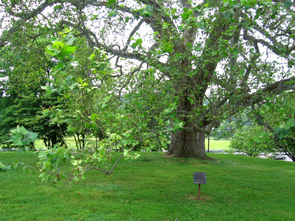 Bicentennial sycamore tree