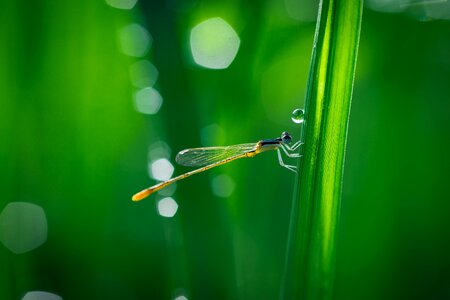 Dew dragonfly droplet photo