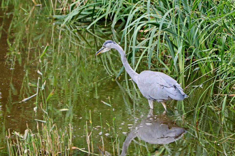 Eastern nature animal