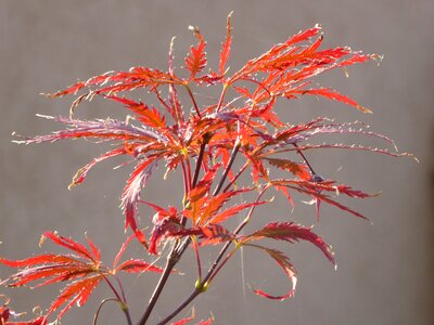 Bush red plant