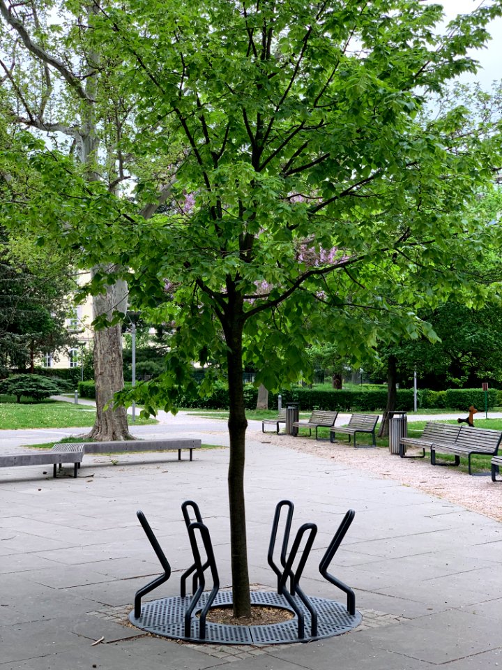 Bicycle Rack in Park Komenského East, Košice, SK