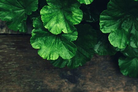 Plants green close-up