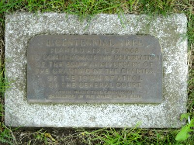 Bicentennial Tree plaque - Athol, Massachusetts - DSC00642