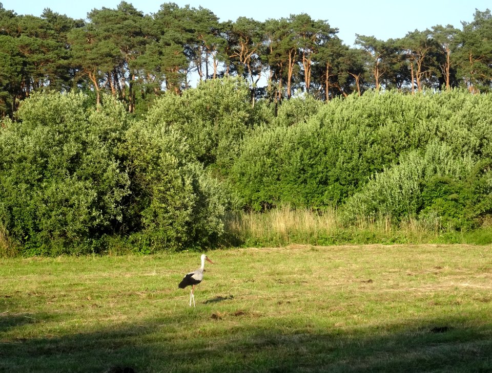 BialeBlota meadow b2
