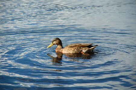 Park swim the nature of the