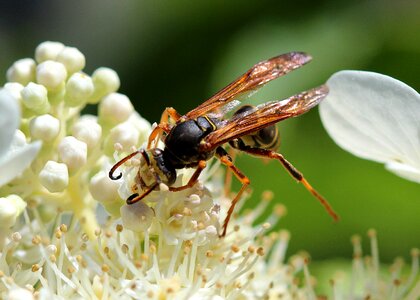 Insect pollination sting photo