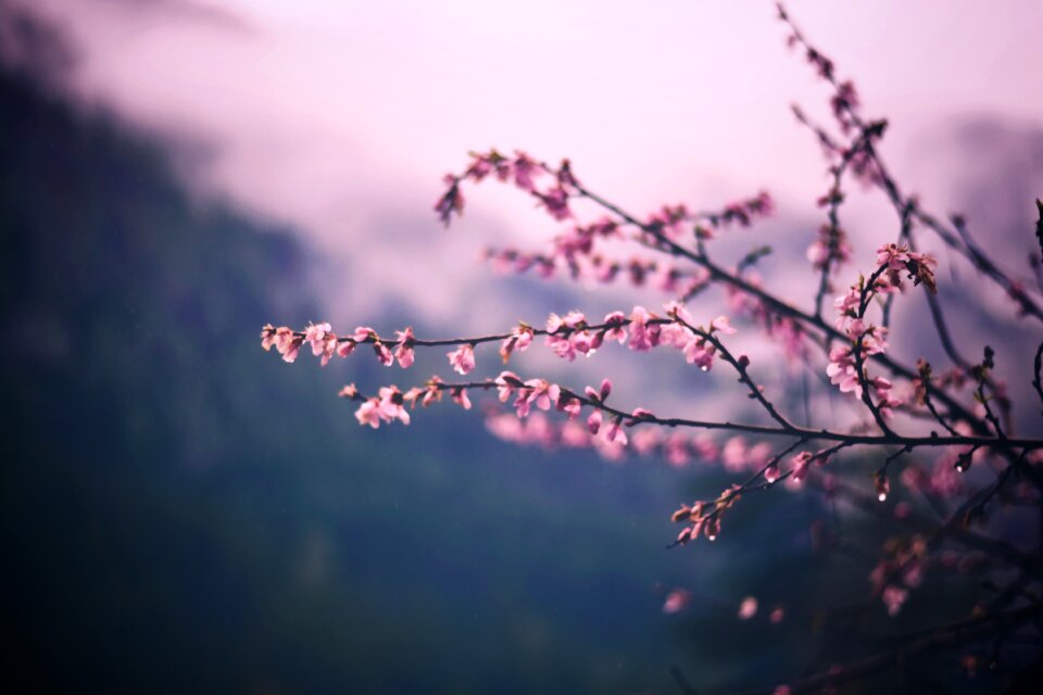 Spring floral fauna
