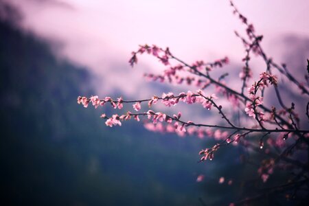 Spring floral fauna