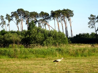 BialeBlota meadow b1