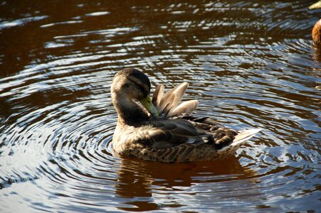 Swim water spring photo