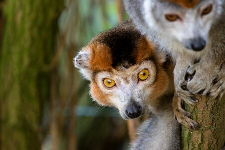 Primates zoo heads photo