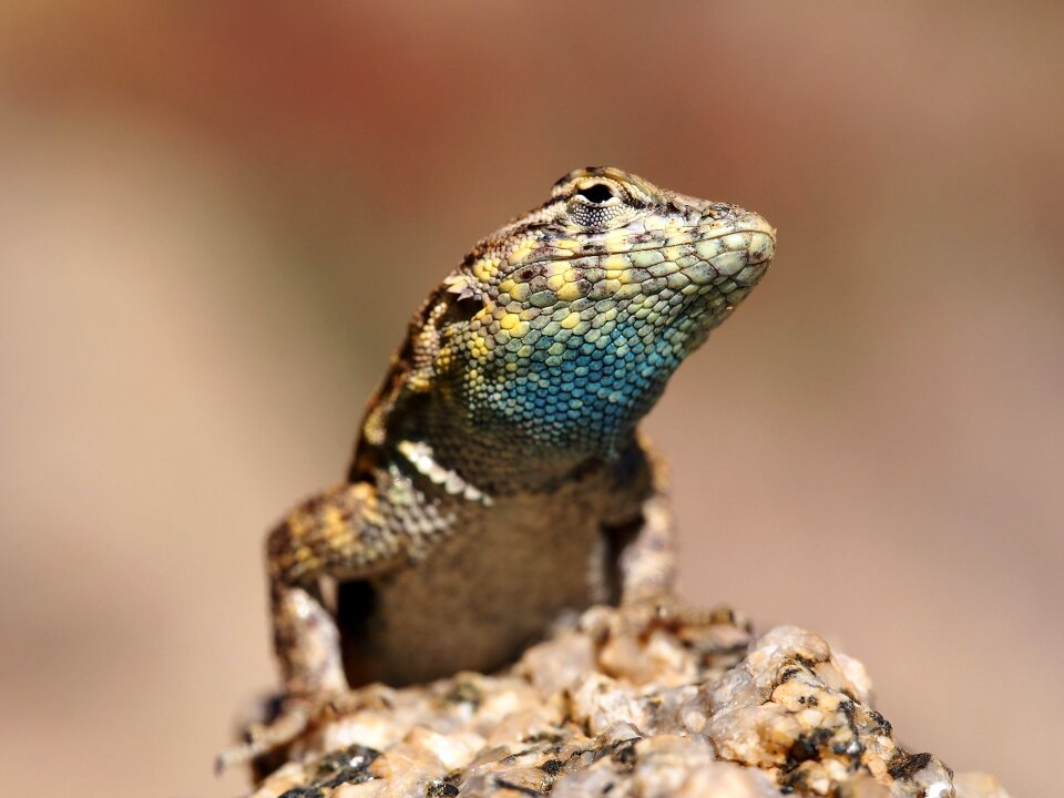 Reptile tropical desert