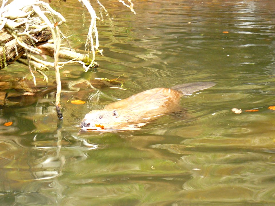 Biber im Tiergarten Nürnberg