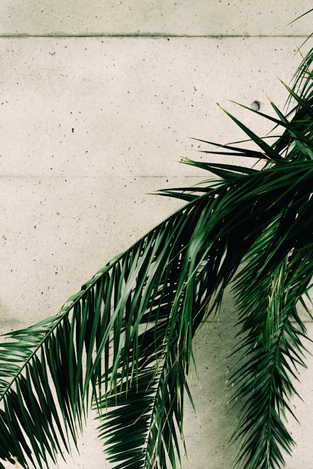 Greenery palm palm leaves