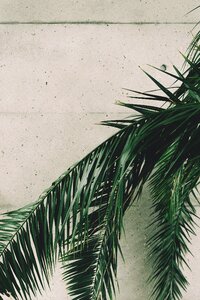 Greenery palm palm leaves