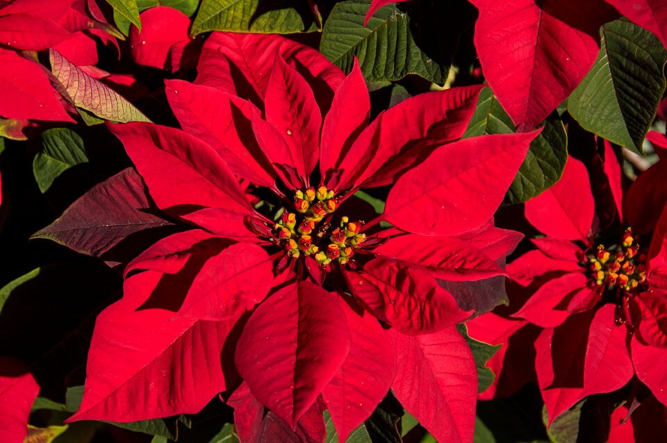 Red bright christmas