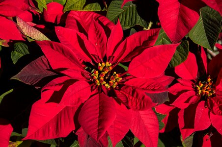 Red bright christmas
