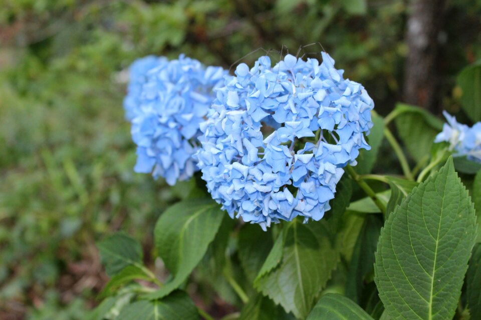 Hydrangea blue summer