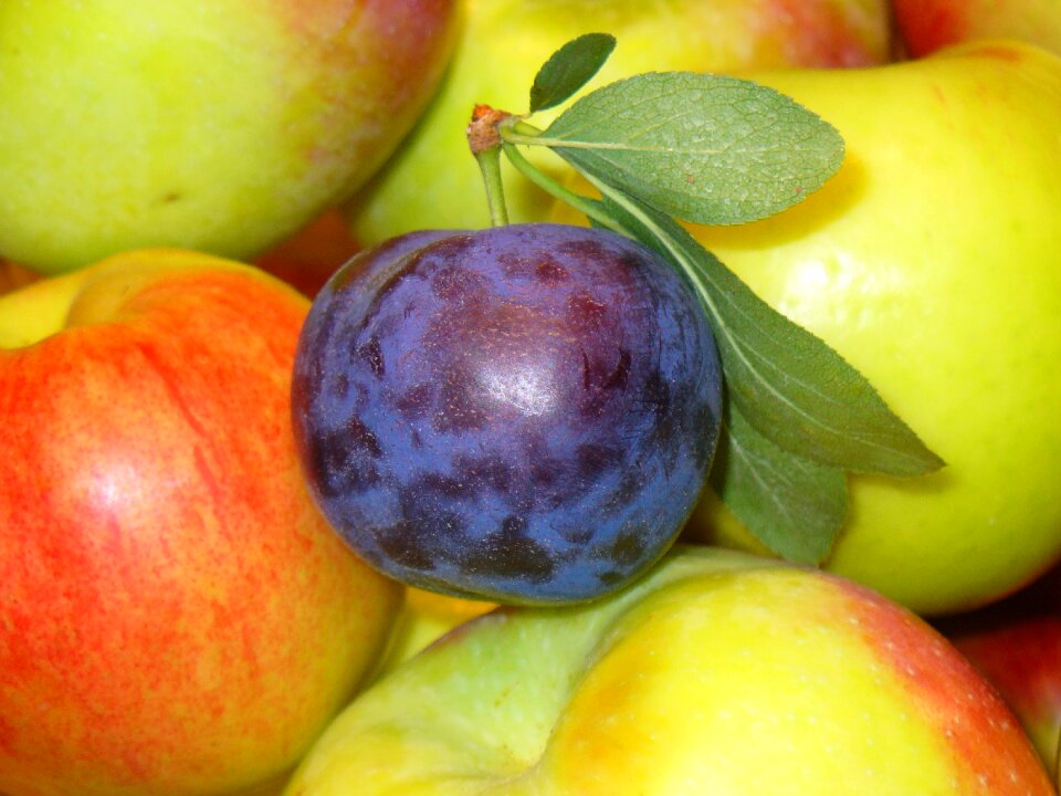 Food organic healthy