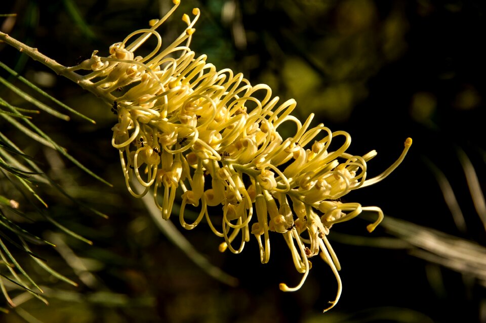 Flower australian native