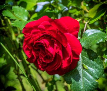 Rose bloom romance fragrance photo
