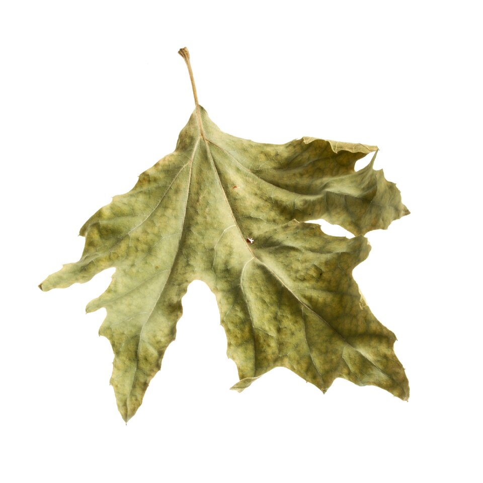 Leaves autumn season