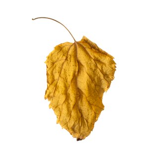 Autumn season withered leaves