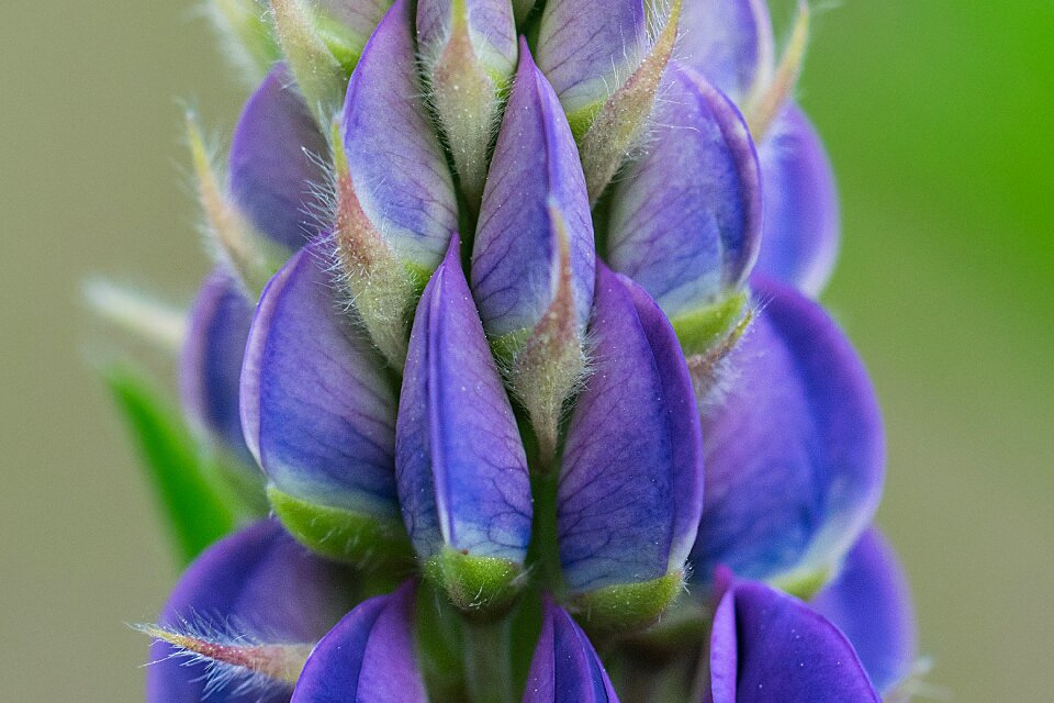 Nature close-up petals