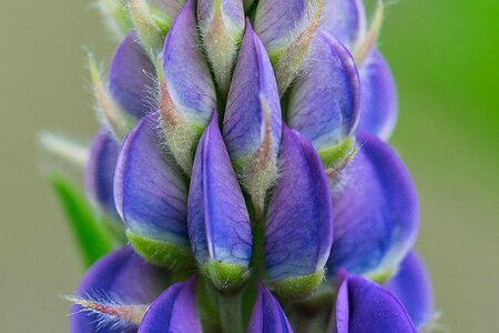 Nature close-up petals