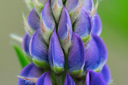 Nature close-up petals photo