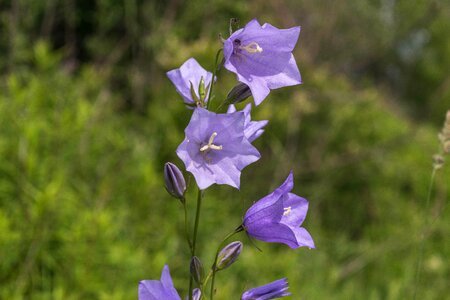 Campanula flower blue purple photo