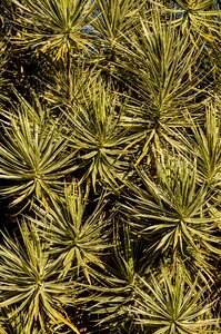 Variegated leaves garden