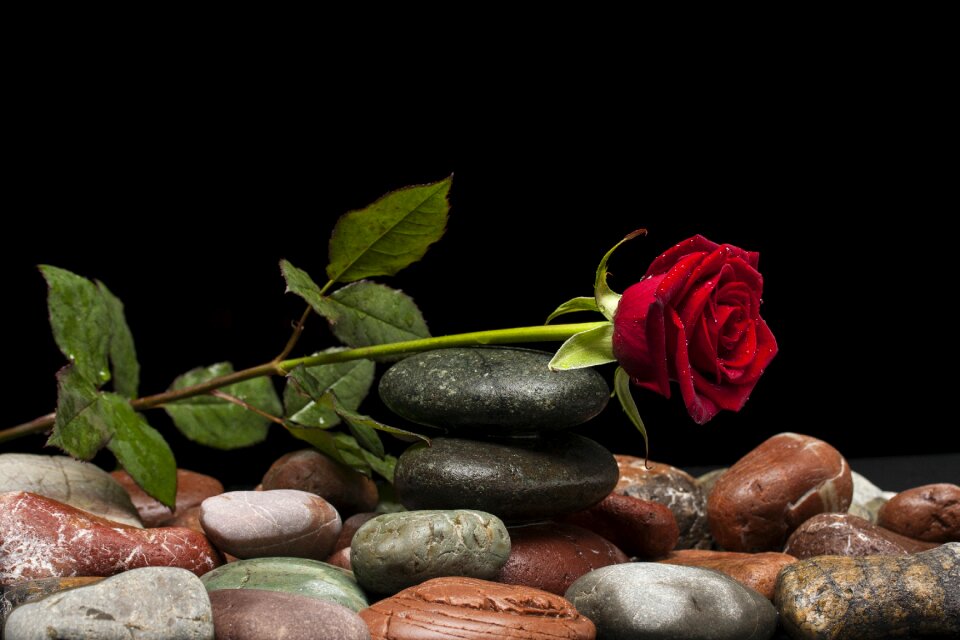 Nature macro beautiful