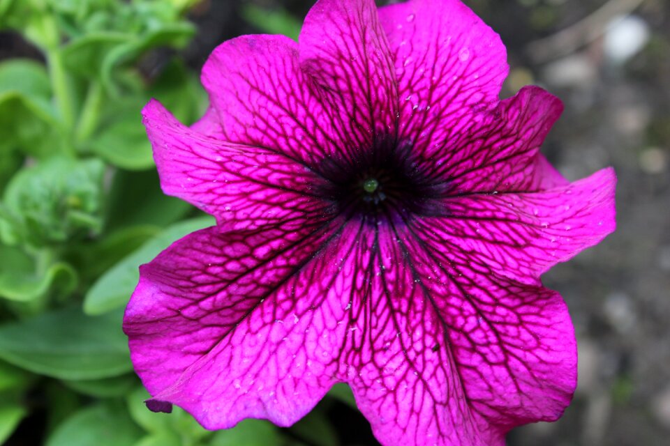 Garden nature flora