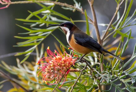 Bird nectar honeyeater