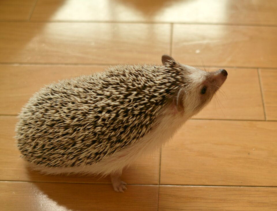 The the hedgehog cinnamon japan