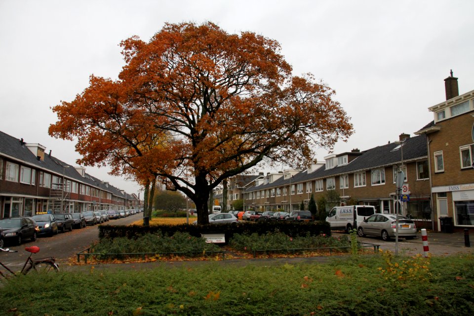 Bevrijdingsboom Julianaweg Hoograven Utrecht