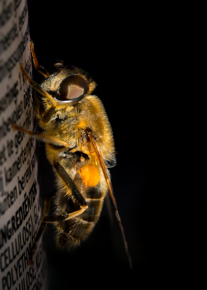 Fly face head