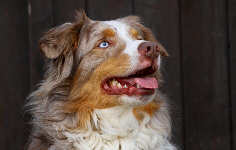 Odin male australian shepherd